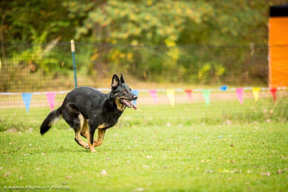 German Shepherd Dog does the Mondio Ring Send Away exercise
