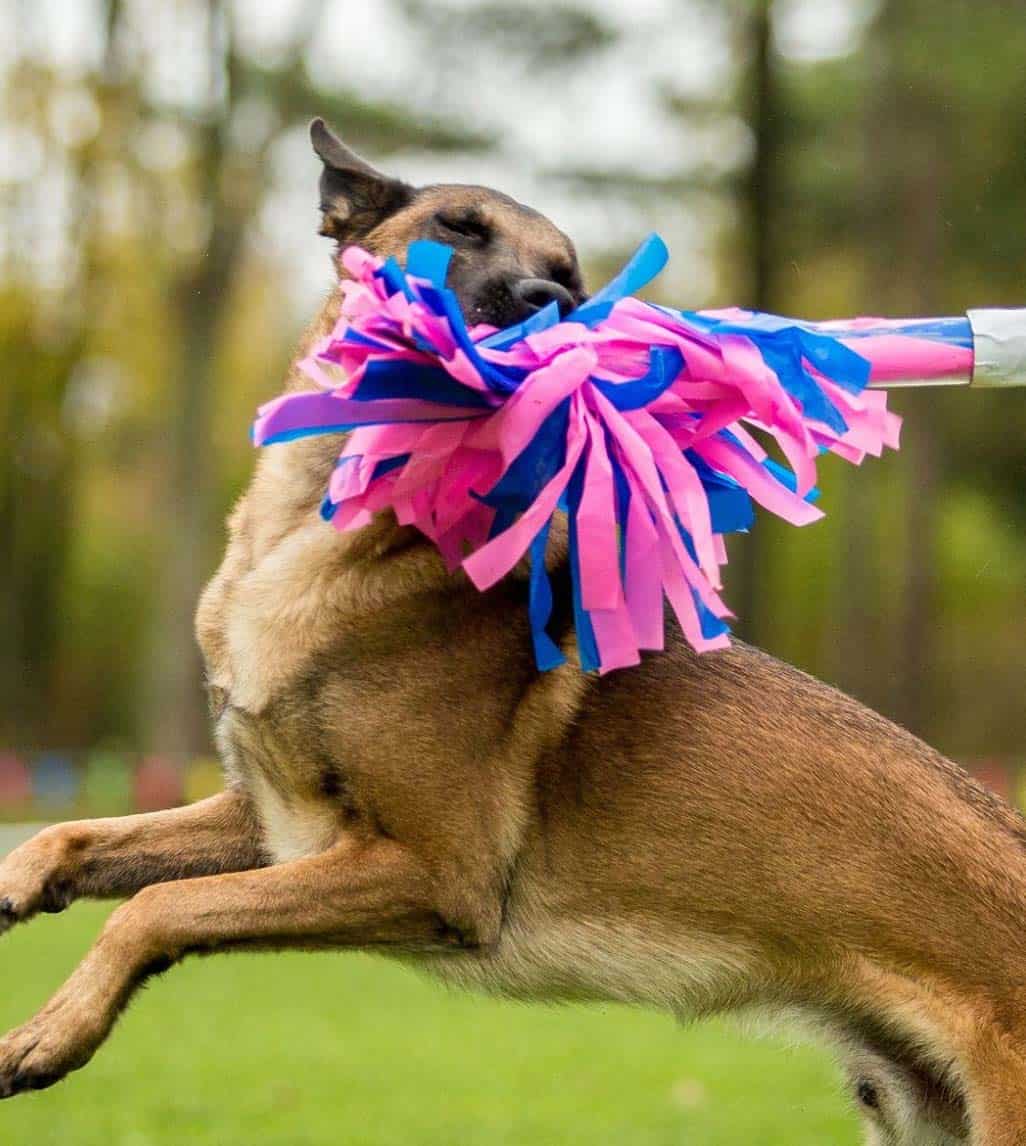 Belgian Malinois Dog retrieves a colorful item