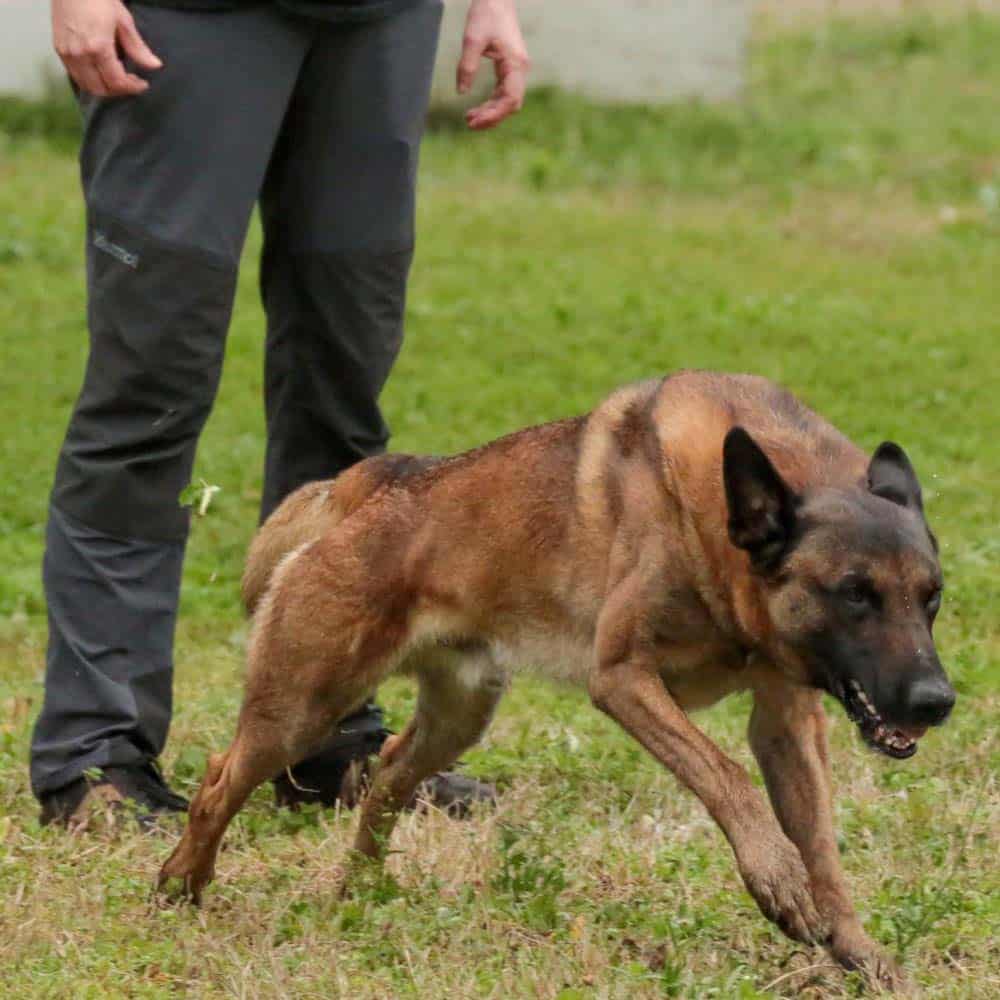 Mondio Obedience:  Send Away, Sequencing, Heel & Stay