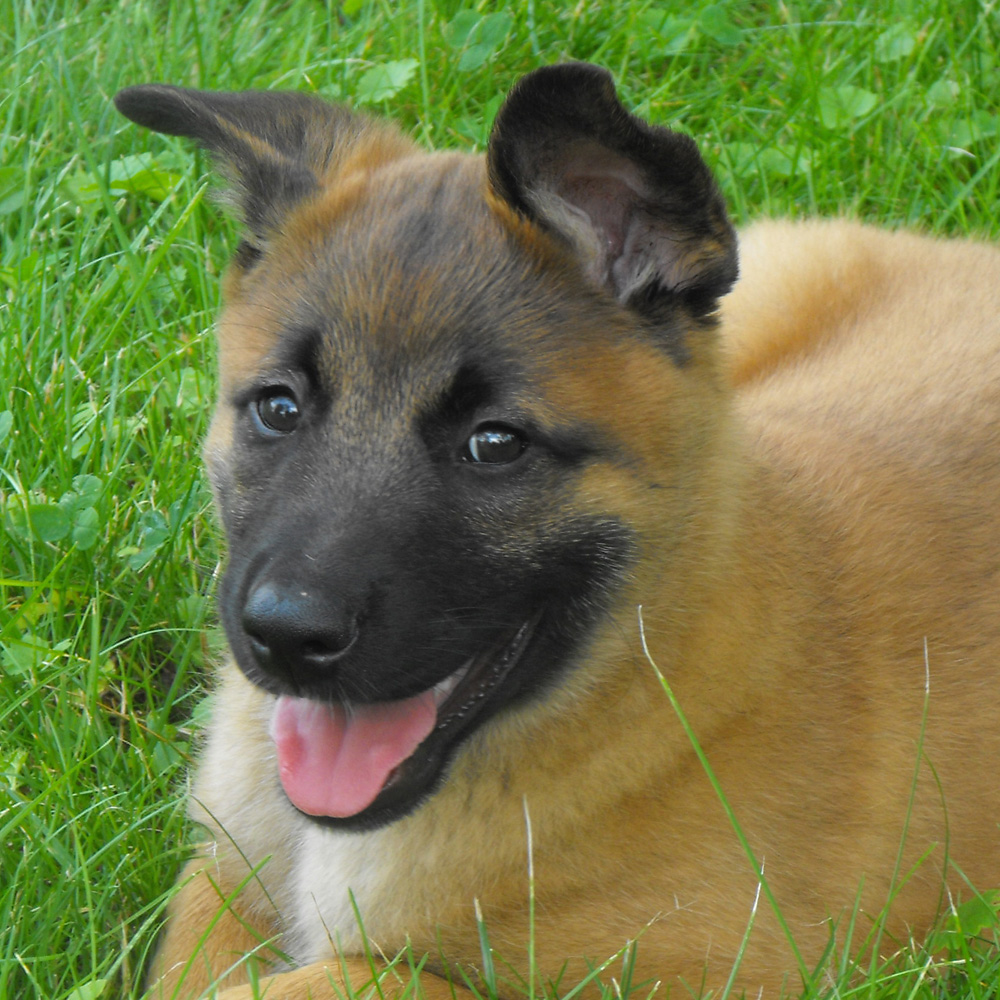 Group Puppy Class
