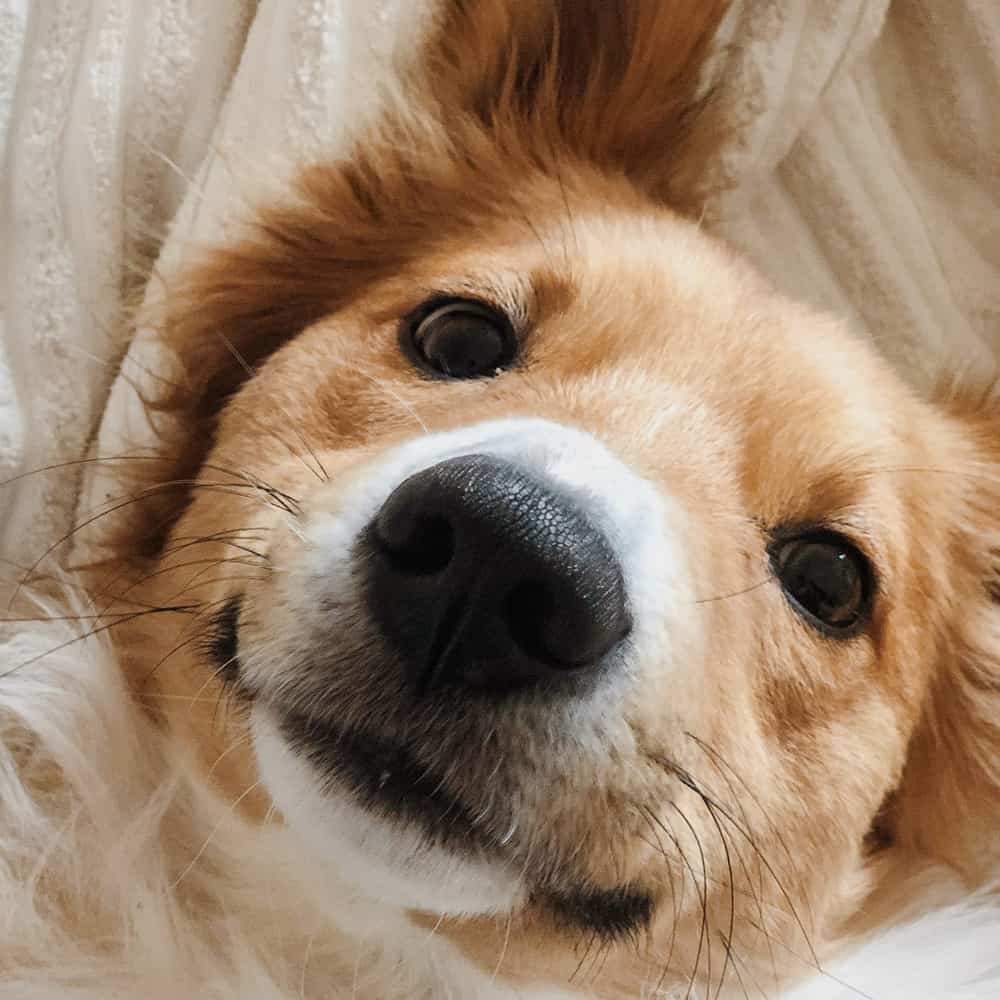 Family Dog Manners