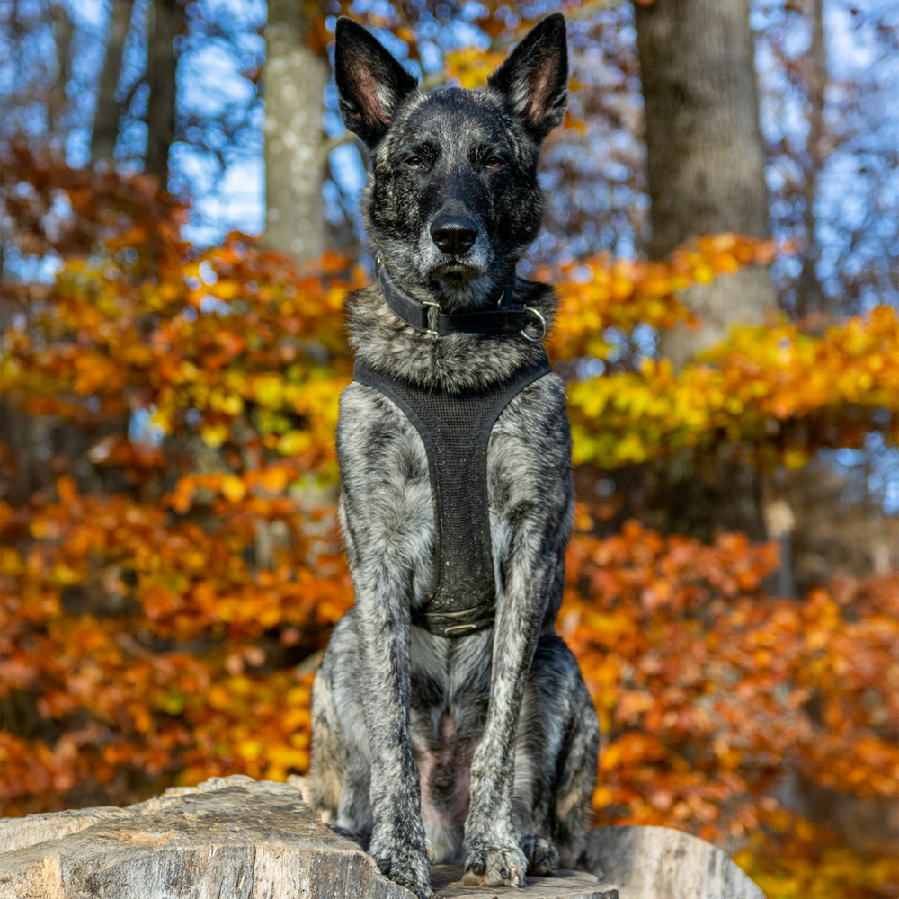 Fit Dog