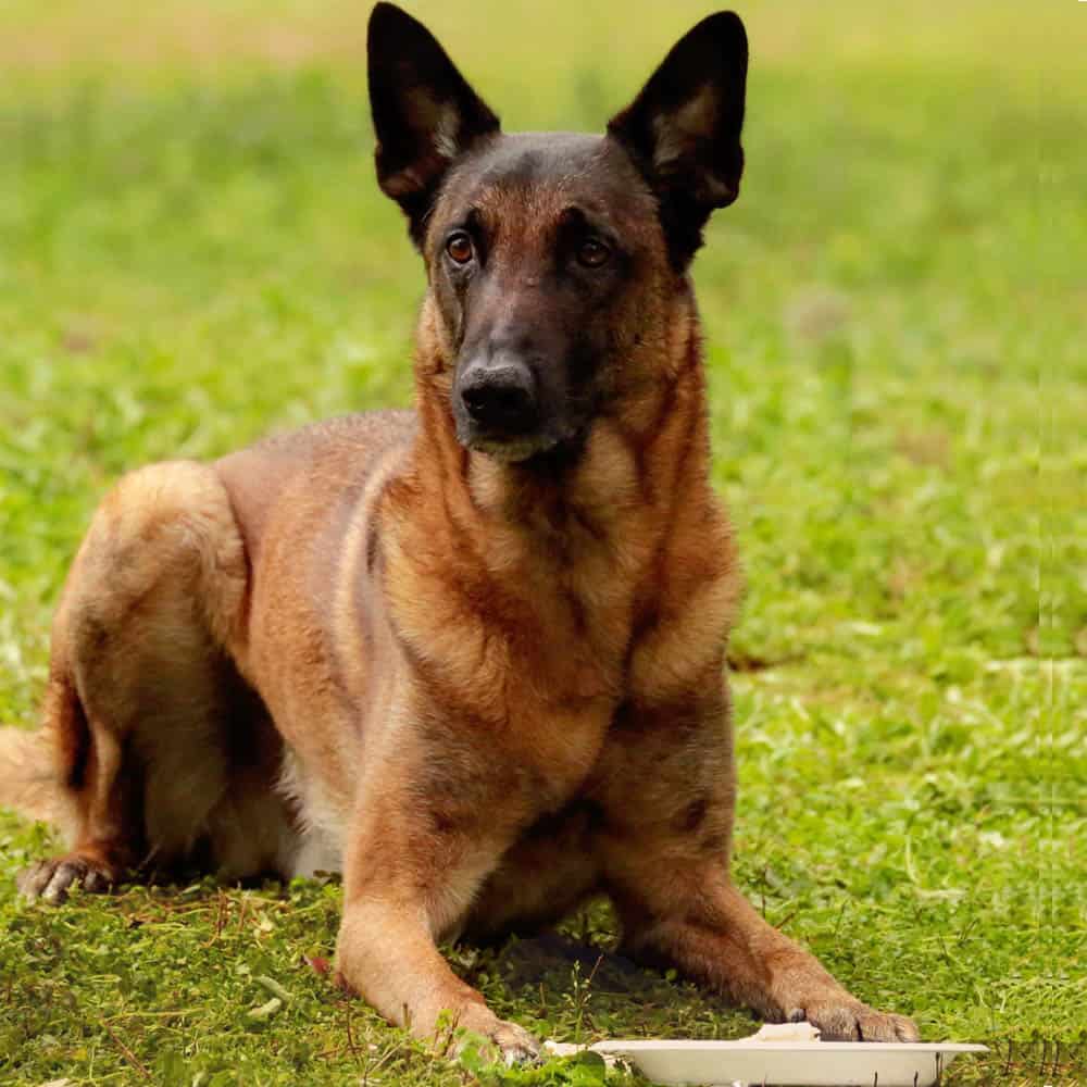 Mondio Obedience:  Food Refusal, Gate & Check-In, Heel & Stay