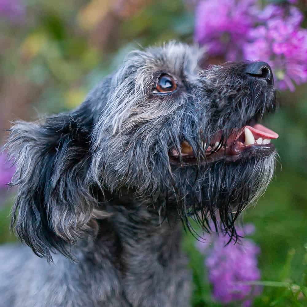 Intermediate Family Dog Manners