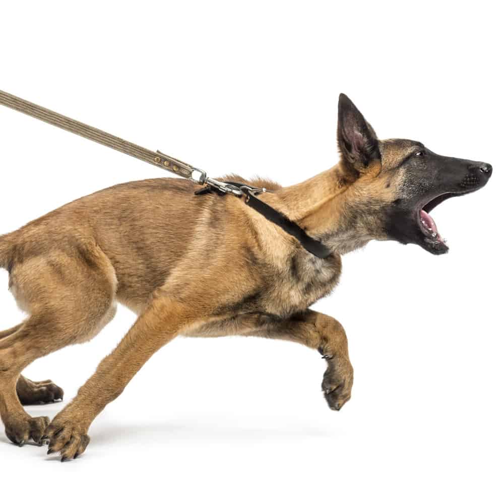 Cool Your Jets, Puppy