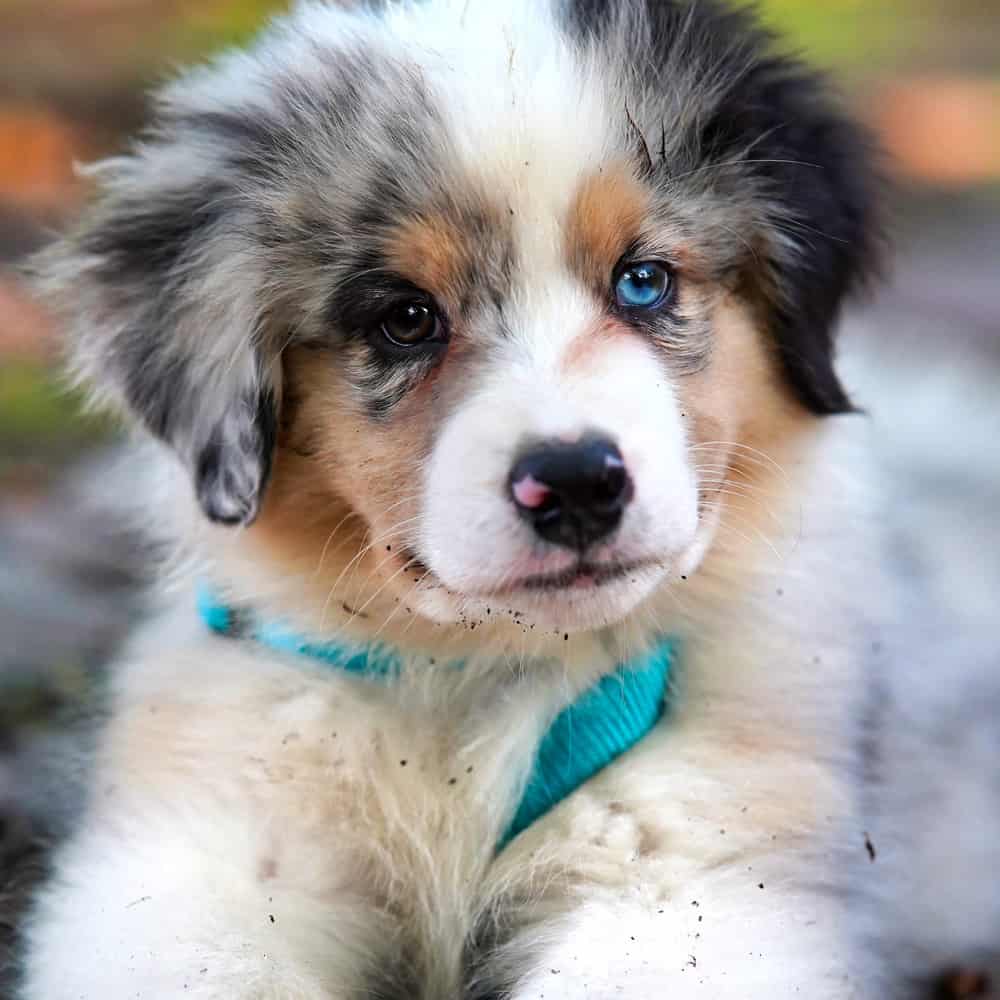 Puppy Problem Prevention