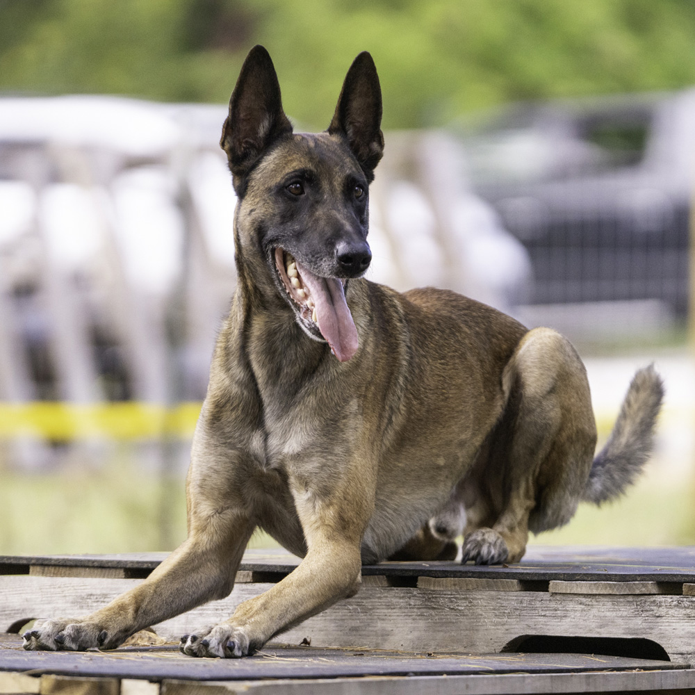 Practice Dog: Outside