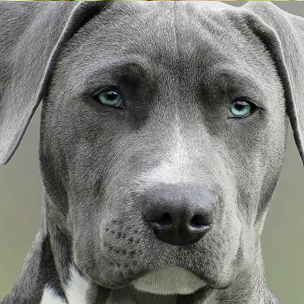 Family Dog Manners