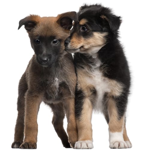 Puppy Class Series A