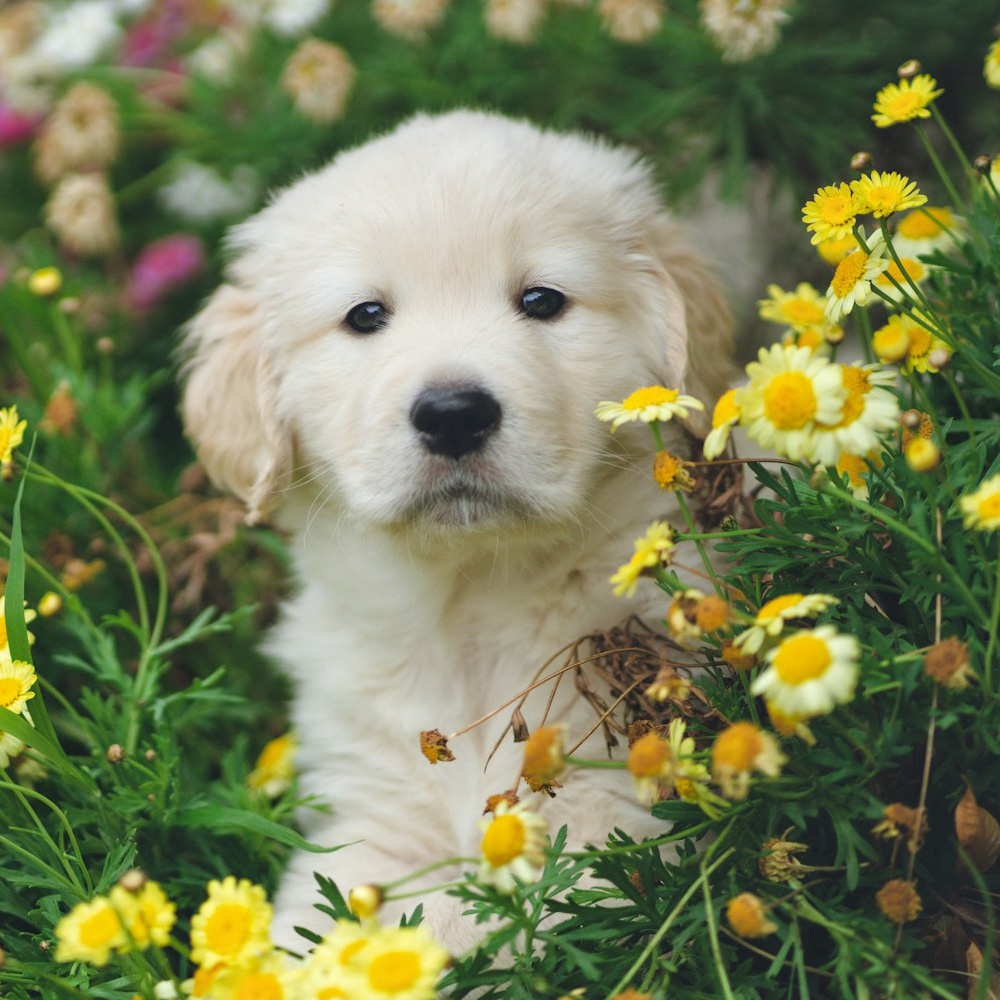 Puppy Beginning Manners