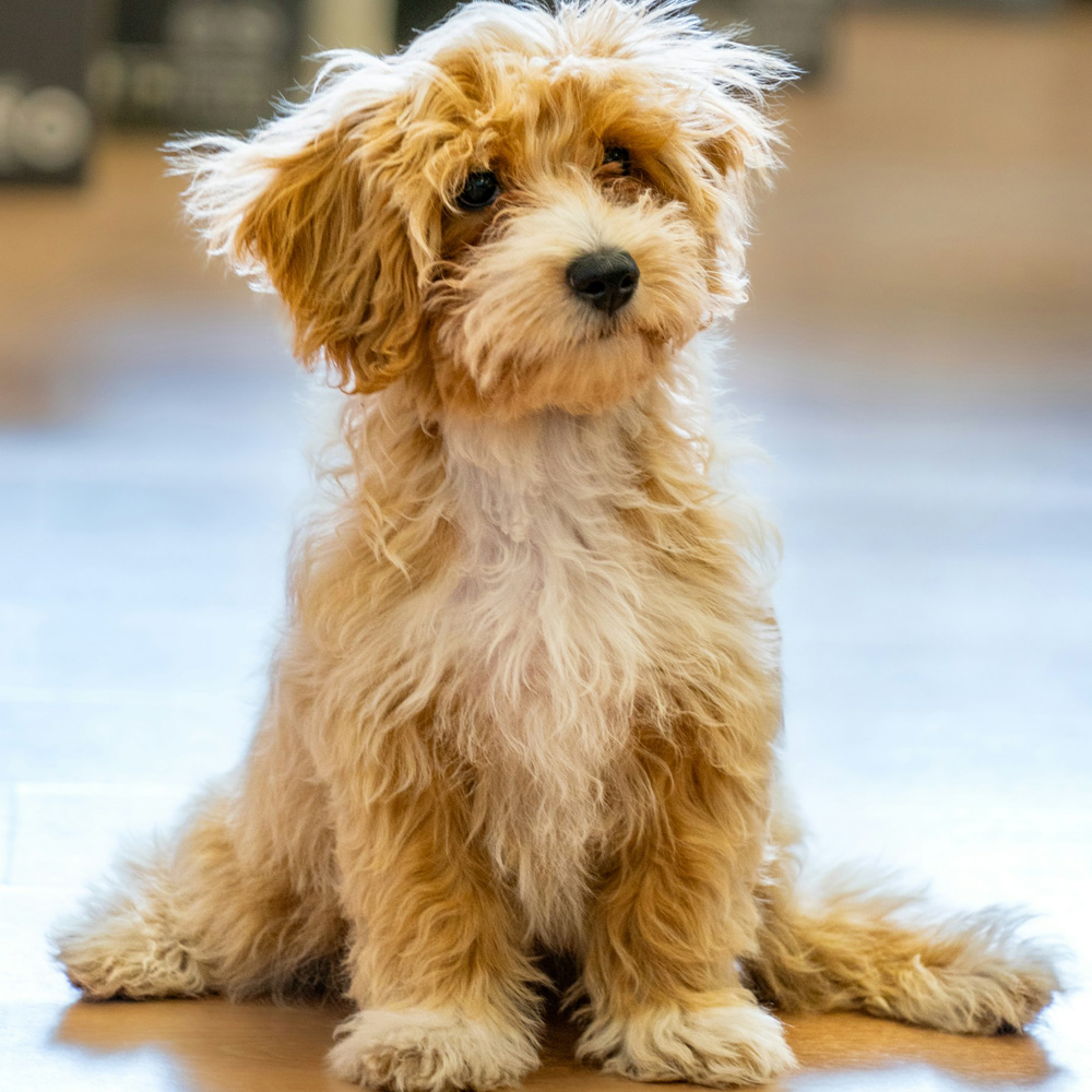 Group Puppy Class