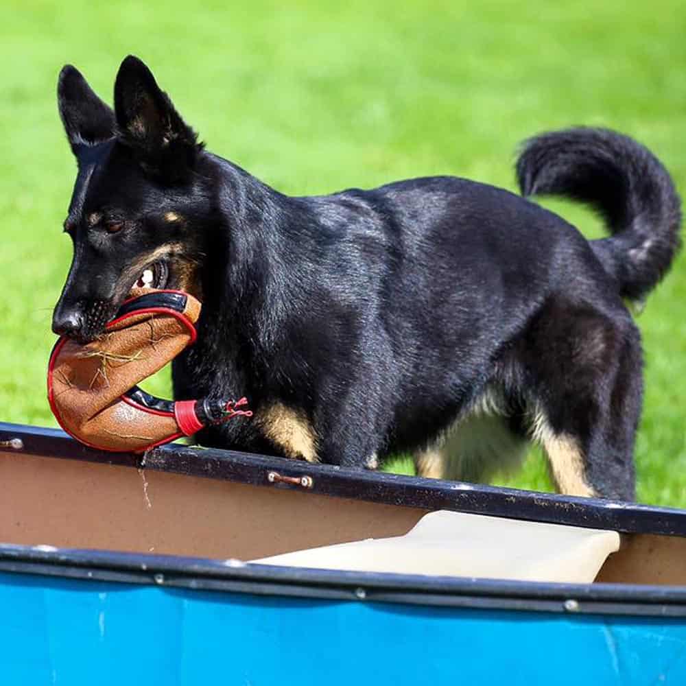 Sport Dog