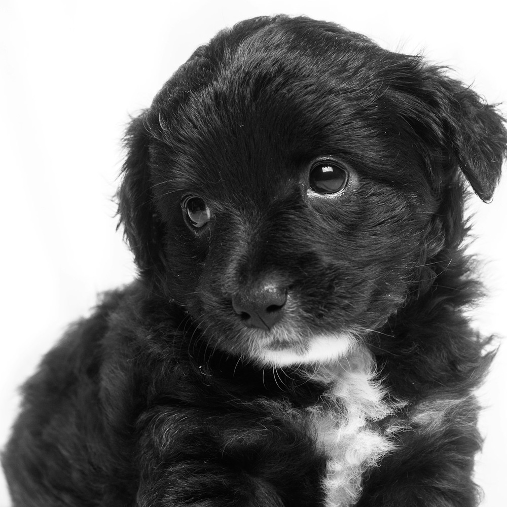 Building Puppy Confidence