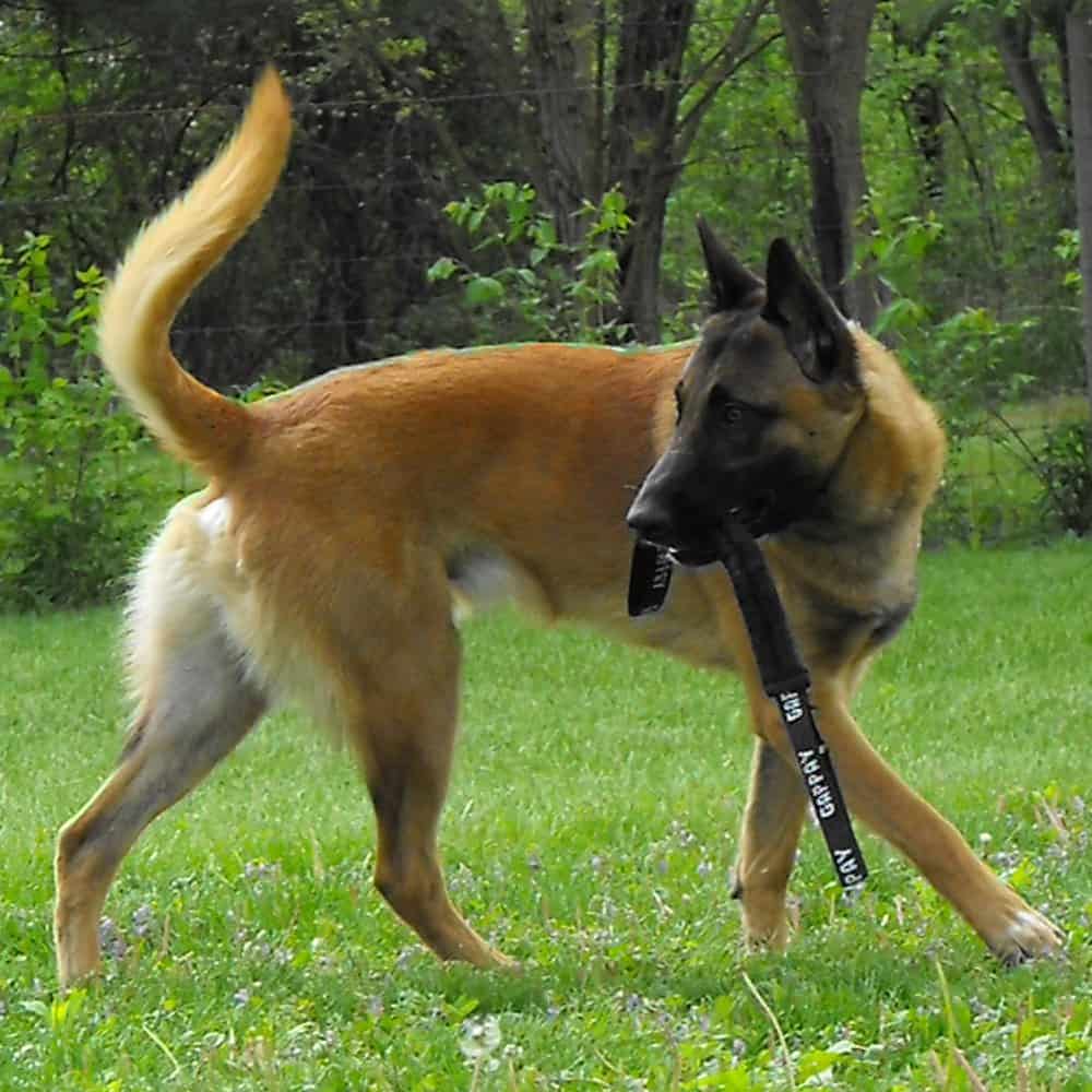Sport Puppy Foundation