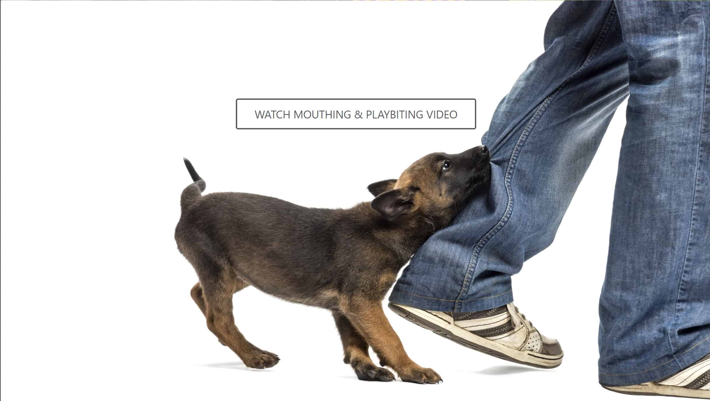 Click to play puppy biting video