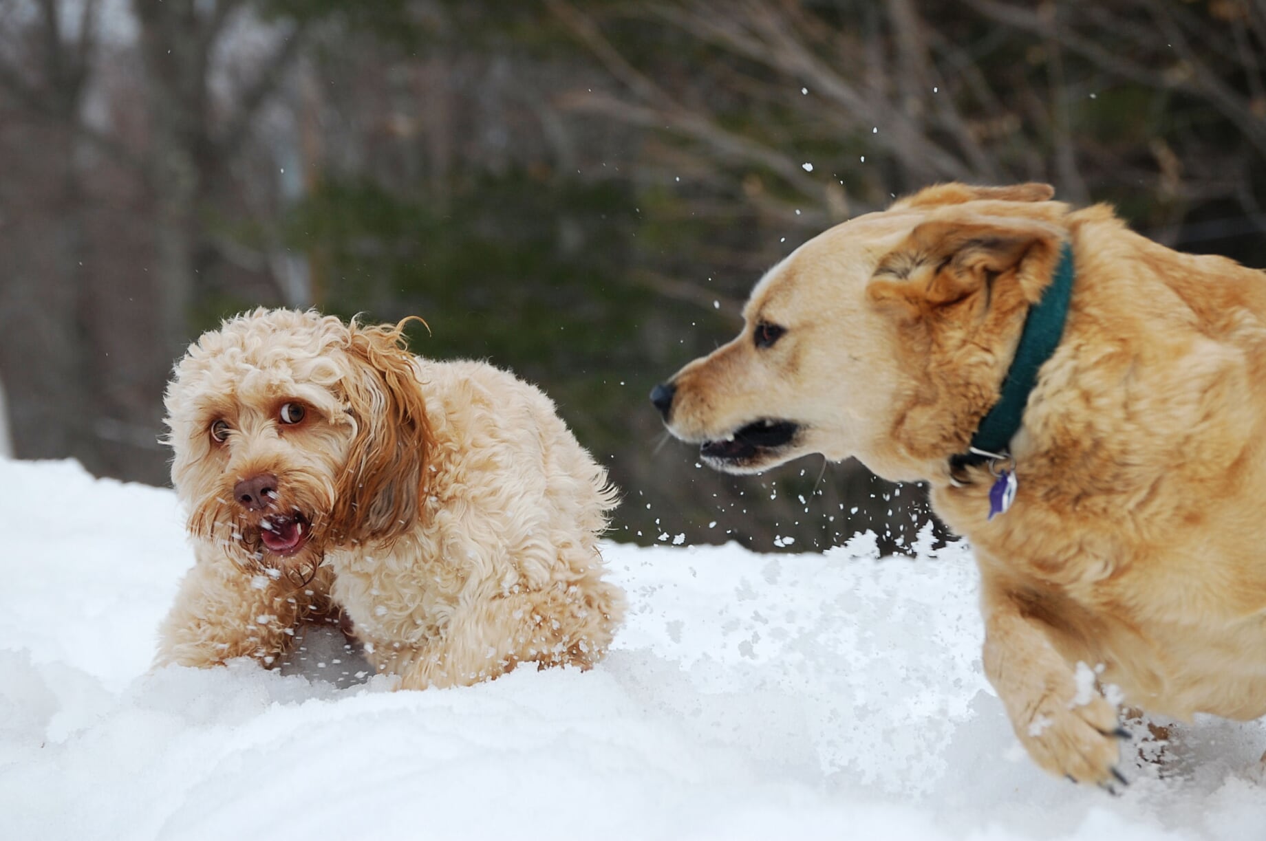 Dogs playing in snow