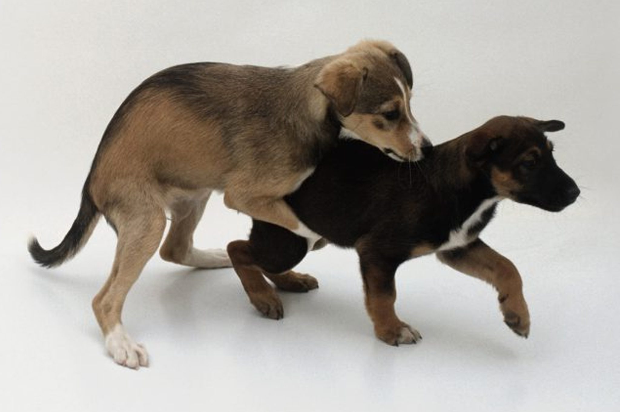 Dogs playing