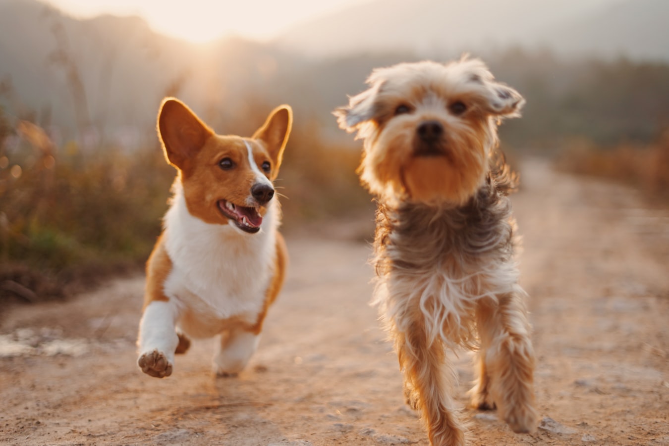 Dog recall training