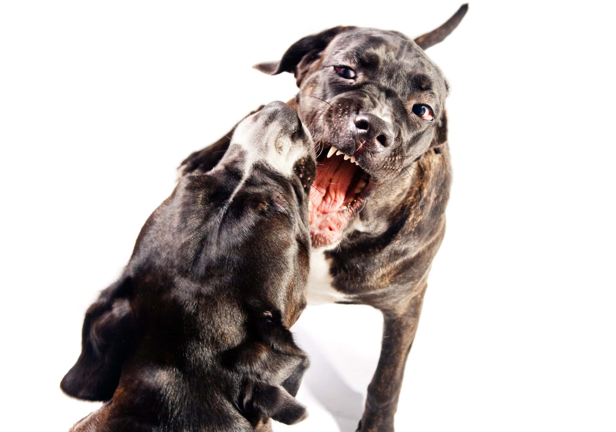 Dogs playing