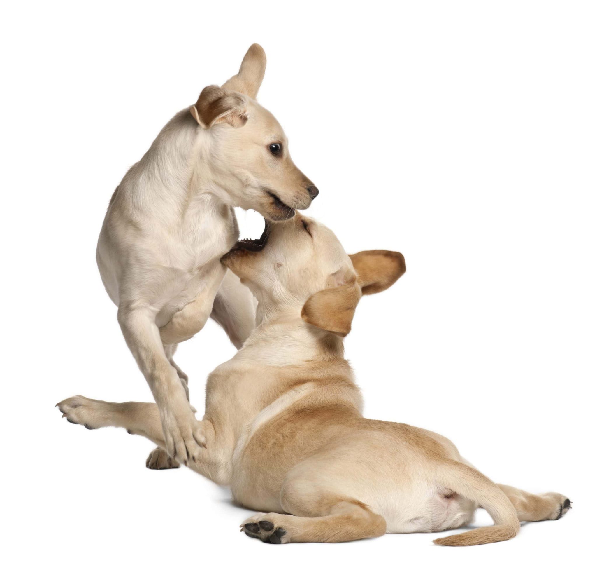 Puppies playing
