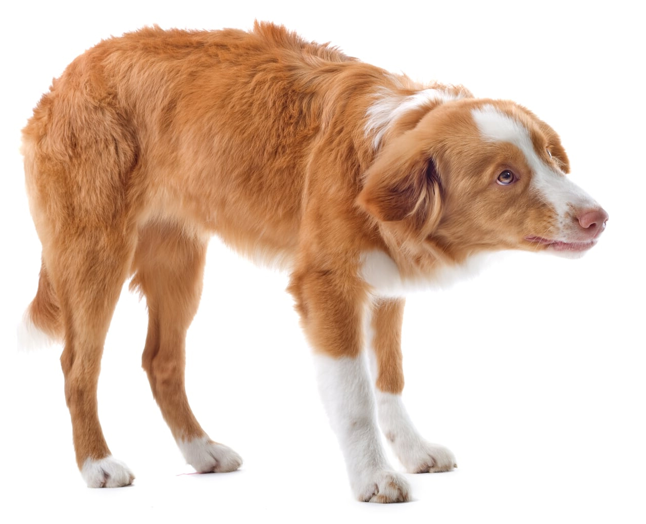 Shy puppy