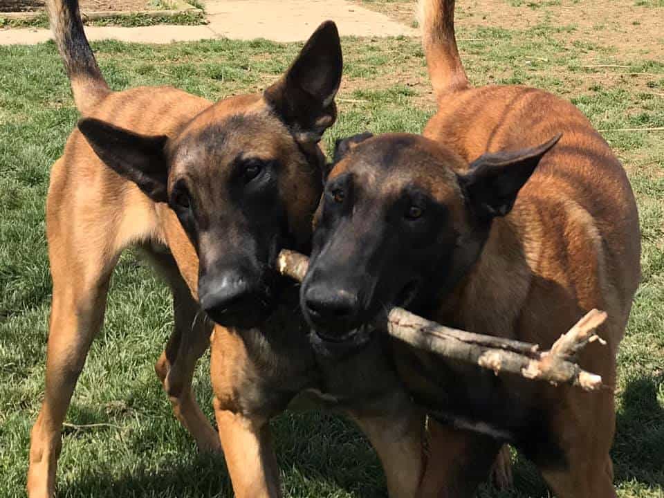 Dogs playing with sticks