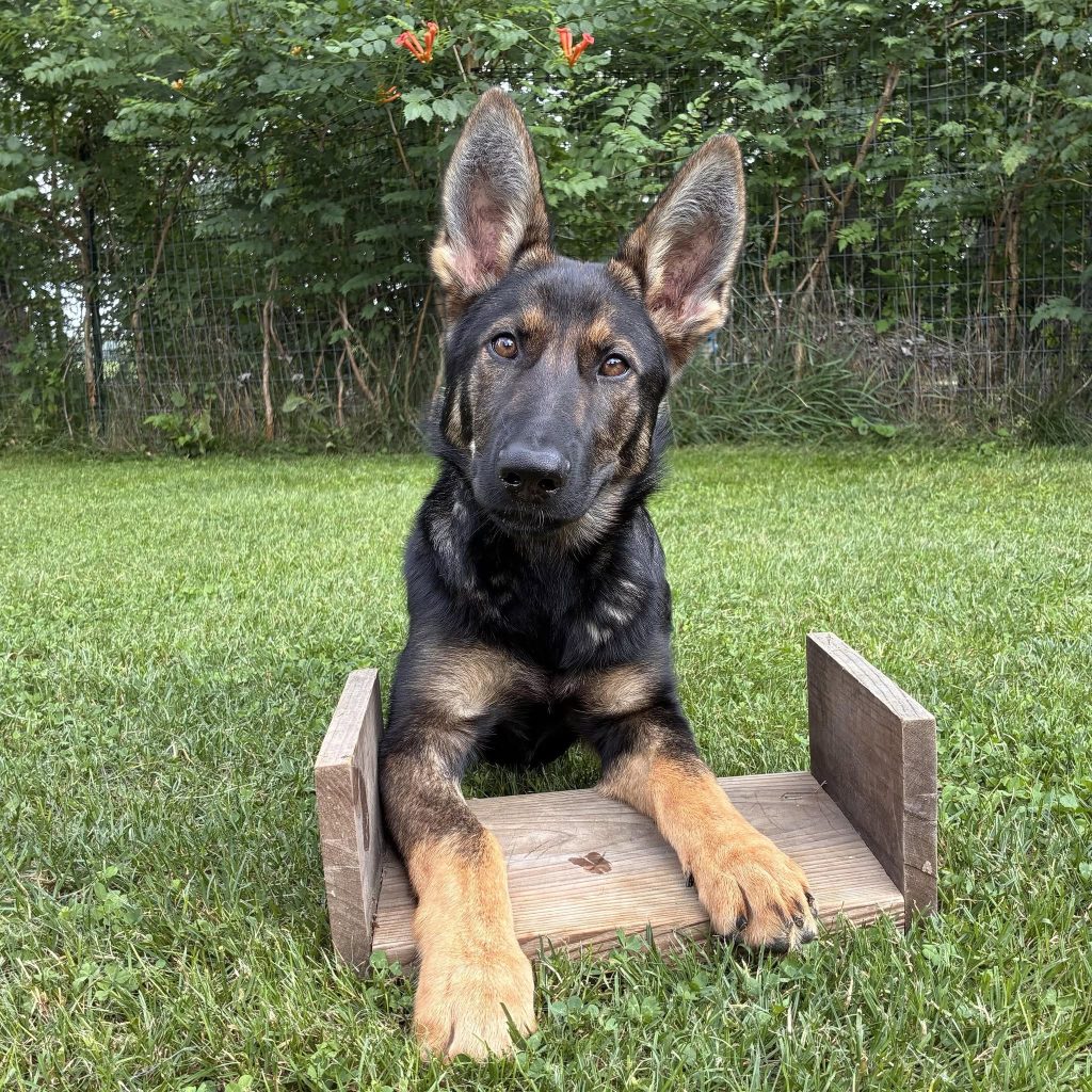 Reward Based Bitesport Training