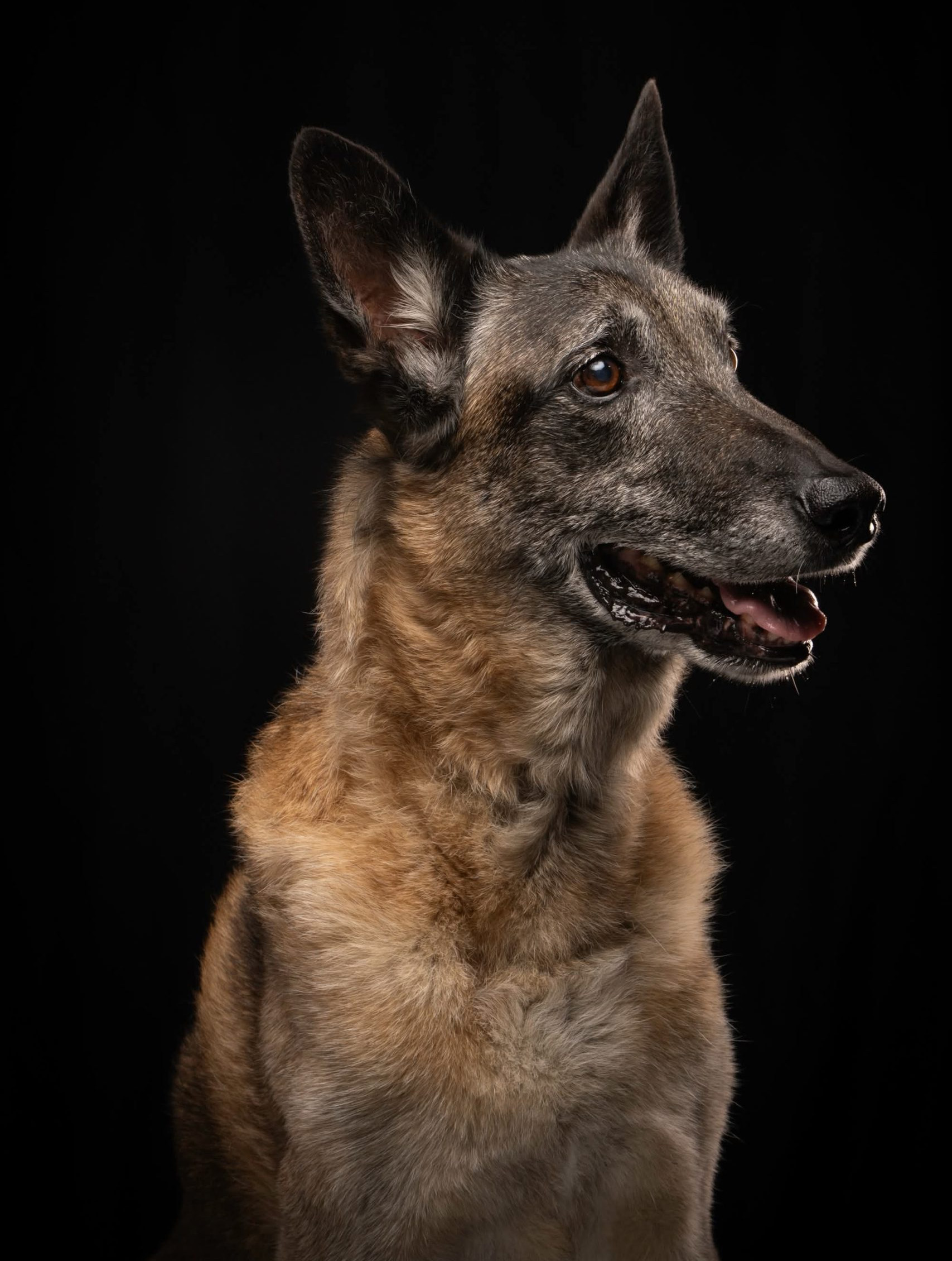 A happy older dog