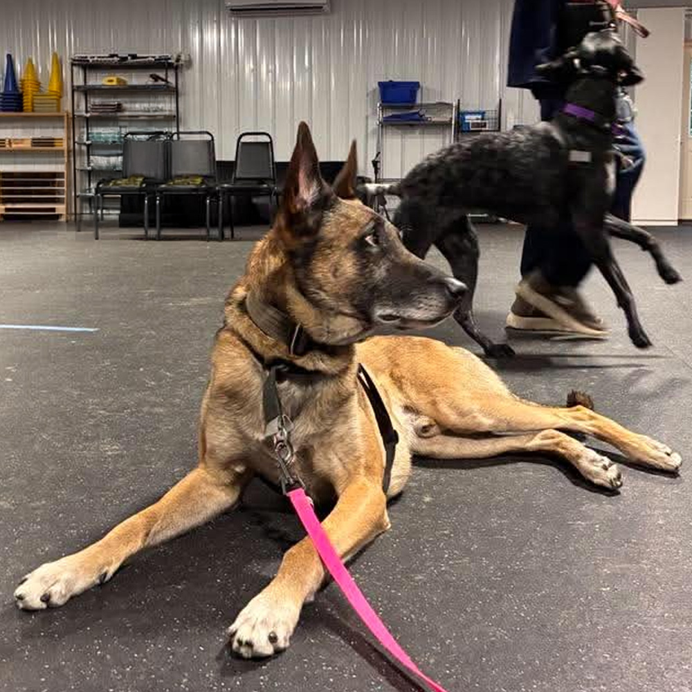 Practice Dog: Inside