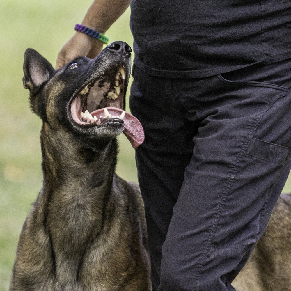 Practice Dog: Entire Facility