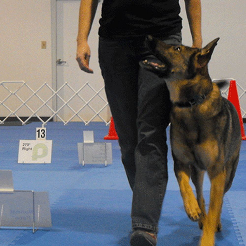 Rally Obedience: Novice