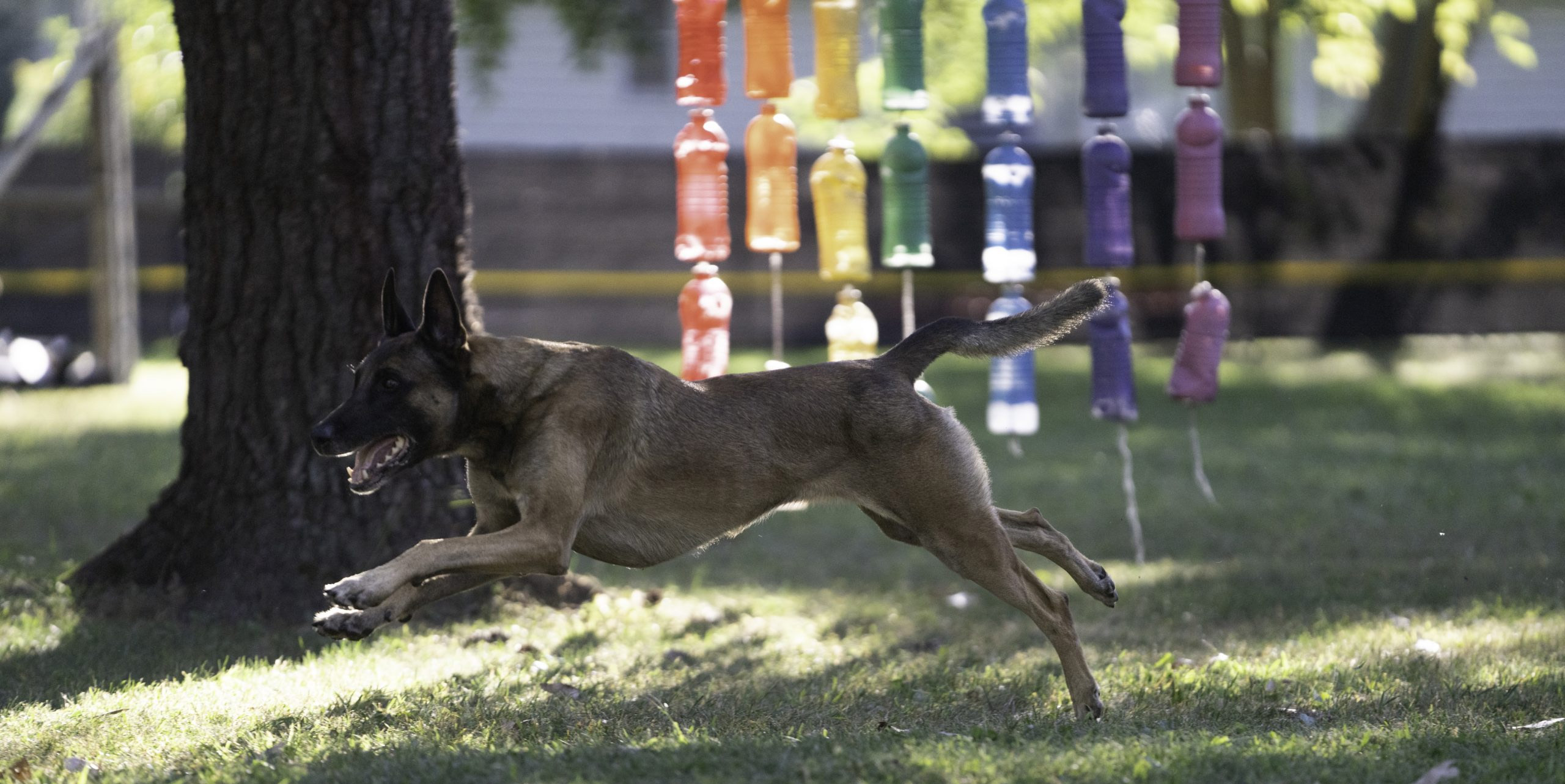 A dog running in the outdoor field